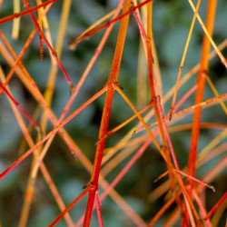 Cornus Sanguinea Plant annys Winter Orange