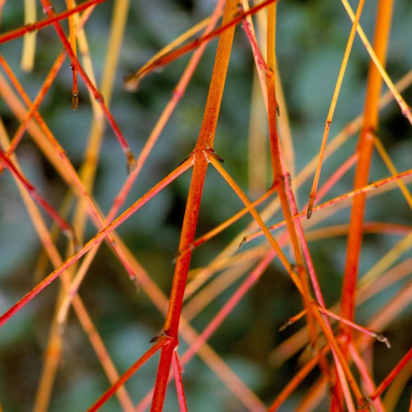 Buy Cornus sanguinea Plant 'Anny's Winter Orange' Online - Green plants & flowering plants