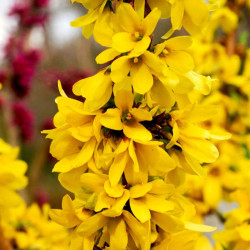 Forsythia Intermedia Plant Mikador