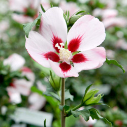Hibiscus Syriacus Plant hamabo