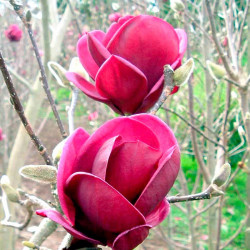 Magnolia Plant genie Noble