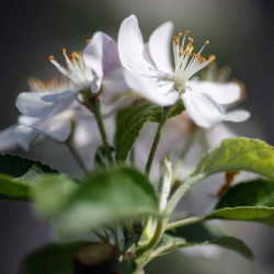 Malus Plant golden Hornet