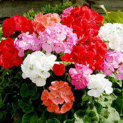 Geranium Upright Mix Plants Our Selection