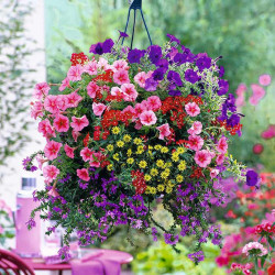 Basket and Container Mix Plants Our Selection