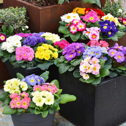 Primula Plants Mixed