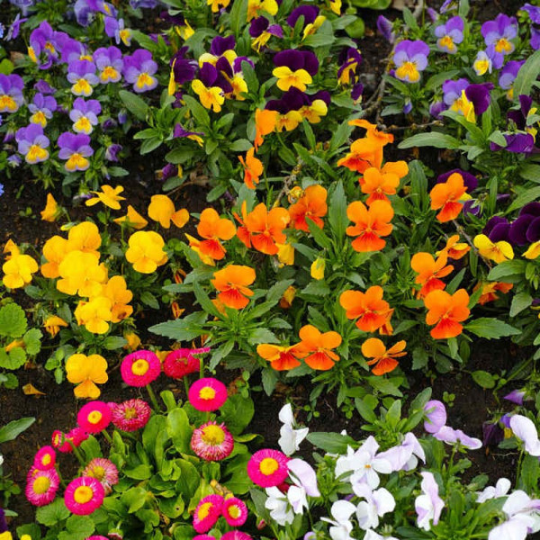 Buy Value Winter Bedding Plants Our Selection Online - Green plants & flowering plants