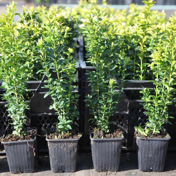 Buy Buxus sempervirens Plant Online - Green plants & flowering plants