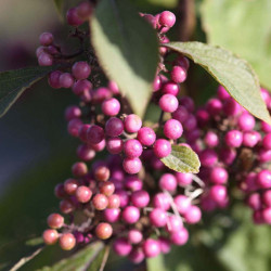 Callicarpa Bodinieri Plant Profusion