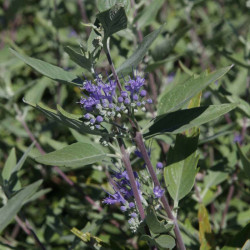 Caryopteris Clandonensis Plant Heavenly Blue