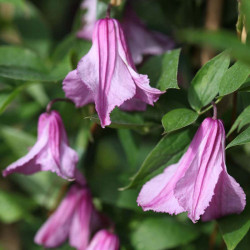Clematis Plant Aljonushka