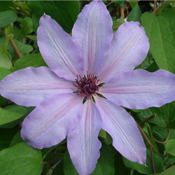 Clematis Plant Blue Ravine