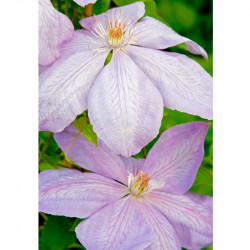 Clematis Plant Mrs Cholmondeley