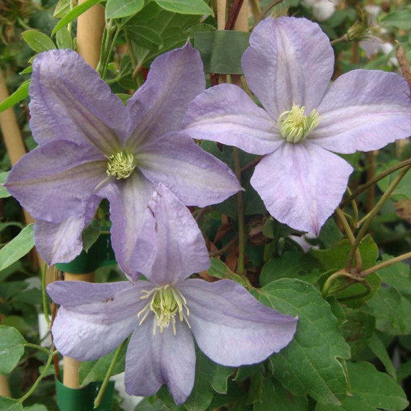 Buy Clematis Plant Prince Charles Online - Green plants & flowering plants