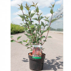 Cornus Alba Plant Kesselringii