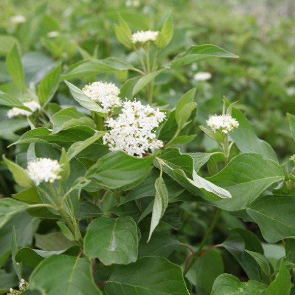 Buy Cornus sericea Plant Budds Yellow Online - Green plants & flowering plants