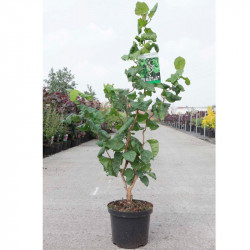 Corylus Avellana Plant Contorta