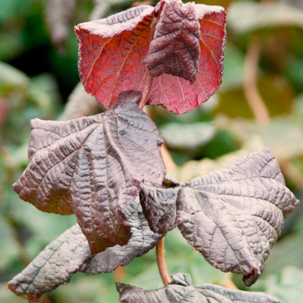 Buy Corylus avellana Plant Red Majestic® Online - Green plants & flowering plants Buy Corylus avellana Plant Red Majestic® Online - Green plants & flowering plants