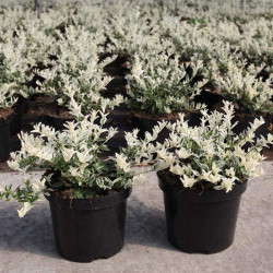 Euonymus Fort. Plant Harlequin