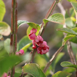Euonymus Phellamuns Plant