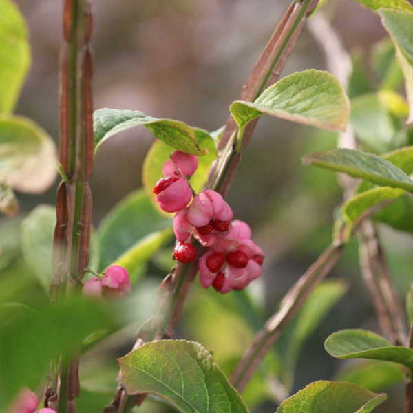 Buy Euonymus phellamuns Plant Online - Green plants & flowering plants