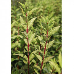 Forsythia Koreana Plant Kumsum