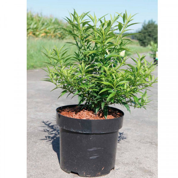 Buy Forsythia vir. Plant Citrus Swizzle® Online - Green plants & flowering plants