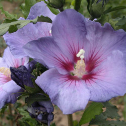 Hibiscus Syriacus Plant Azurri Belli Colori