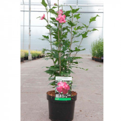 Hibiscus Syriacus Plant Freedom