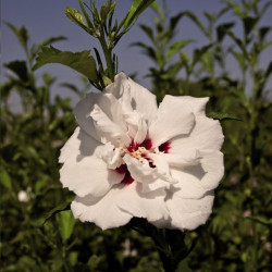 Hibiscus Syriacus Plant Lady Stanley