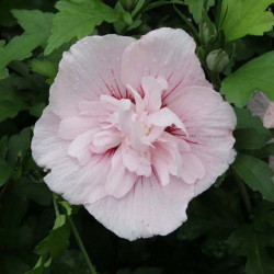 Hibiscus Syriacus Plant Pink Chiffon