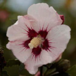Hibiscus Syriacus Plant Rosso Belli Colori
