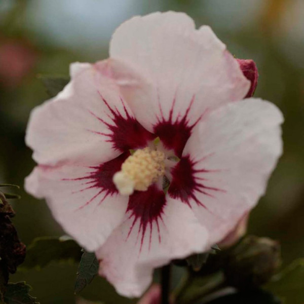 Buy Hibiscus syriacus Plant Rosso® Belli Colori Online - Green plants & flowering plants