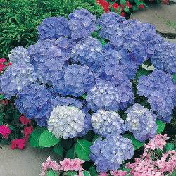 Hydrangea Macrophylla Plant Blaue Donau (blue Danube)