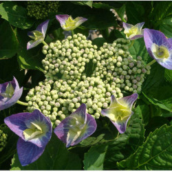 Hydrangea M. Plant Blaumeise (teller Blue)