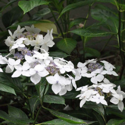 Hydrangea Macrophylla Plant Lanarth White