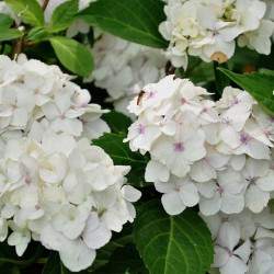 Hydrangea Macrophylla Plant Madame Emile Mouillre