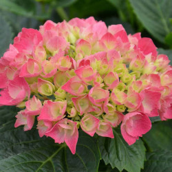 Hydrangea Macrophylla Plant Red Baron