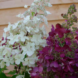 Hydrangea Paniculata Plant Candlelight