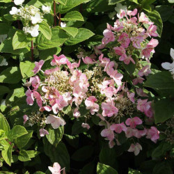 Hydrangea Paniculata Plant Darts Little Dot