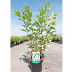 Hydrangea Paniculata Plant Kyushu