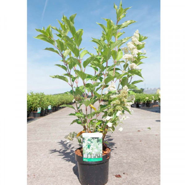 Buy Hydrangea paniculata Plant Kyushu Online - Green plants & flowering plants