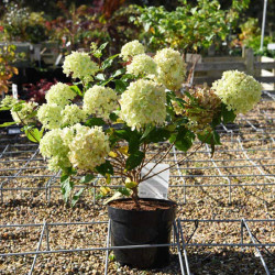 Hydrangea Paniculata Plant Little Lime