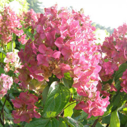 Hydrangea Paniculata Plant Mega Mindy