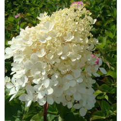 Hydrangea Paniculata Plant Phantom
