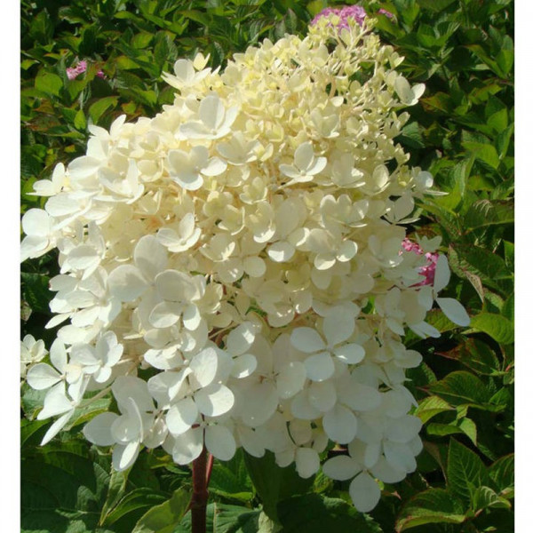 Buy Hydrangea paniculata Plant Phantom Online - Green plants & flowering plants