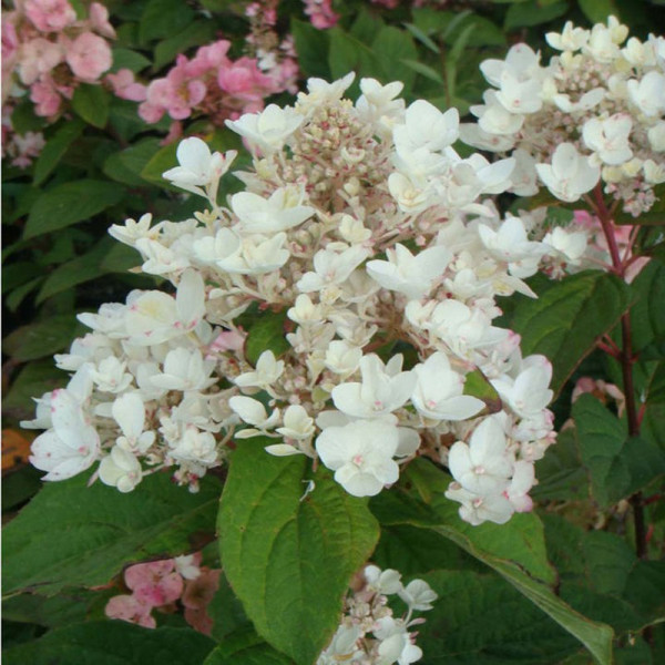 Buy Hydrangea paniculata Plant White Diamonds® First Editions® Online - Green plants & flowering plants