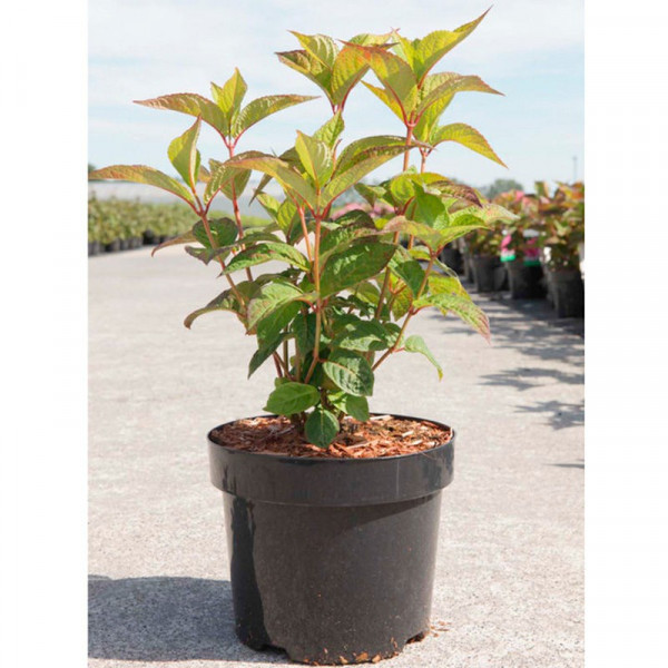 Buy Hydrangea serrata Plant Avelroz® Online - Green plants & flowering plants Buy Hydrangea serrata Plant Avelroz® Online - Green plants & flowering plants