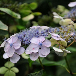 Hydrangea Serrata Plant Bluebird