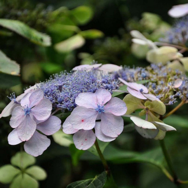 Buy Hydrangea serrata Plant Bluebird Online - Green plants & flowering plants