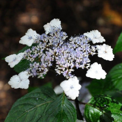 Hydrangea Serrata Plant Intermedia (acuminata)